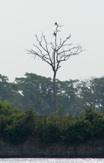 Backlit tree